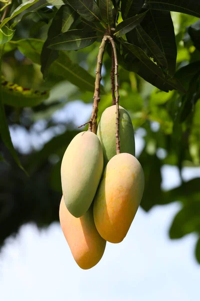 Mahachanok Mango Auf Baum Obstgarten Unreife Mango Auf Baum Obstplantagen — Stockfoto