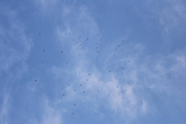 Far-mouthed bird flocks of flying gather in the sky in search of food sources.