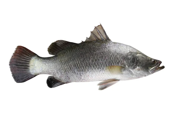 Barramundi Ψάρια Λευκό Λαβράκι Που Απομονώνονται Λευκό Φόντο Και Έχουν — Φωτογραφία Αρχείου