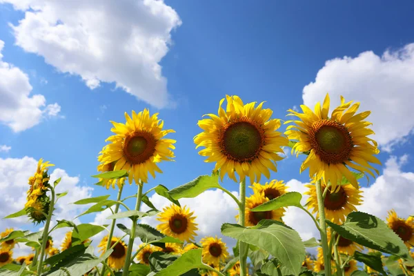 Sonnenblumen Blühen Vor Blauem Himmel Und Haben Kopierraum — Stockfoto