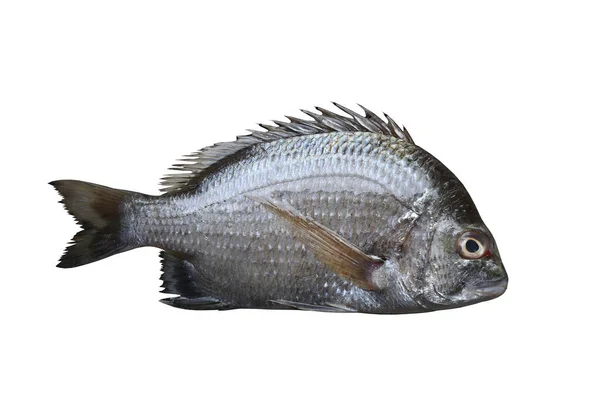 Picknick Brassen Fische Isoliert Auf Weißem Hintergrund Und Haben Clipping — Stockfoto