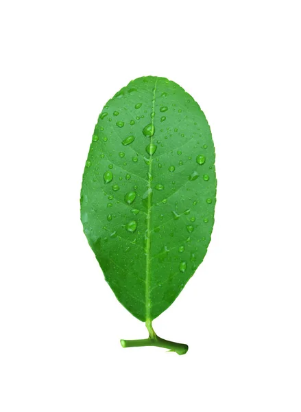 Grüne Zitronenblätter Oder Frische Blatt Kalk Und Haben Wassertröpfchen Auf — Stockfoto