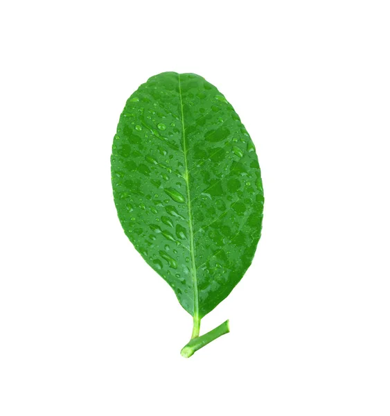 Πράσινα Φύλλα Λεμονιού Φρεσκάδα Φύλλων Ασβέστη Και Έχουν Σταγονίδια Νερού — Φωτογραφία Αρχείου