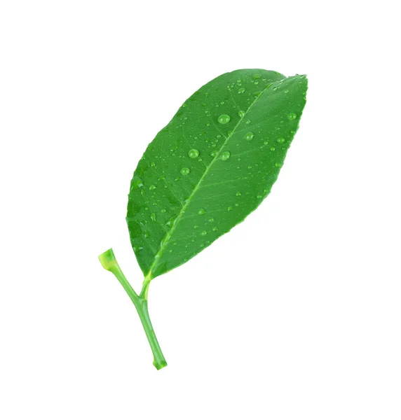Yeşil Limon Yaprakları Veya Taze Yaprak Kireç Beyaz Arka Planda — Stok fotoğraf