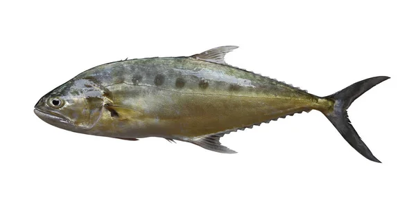 Freshness Talang Queenfish Isolerad Vit Bakgrund Och Har Klippning Vägar — Stockfoto