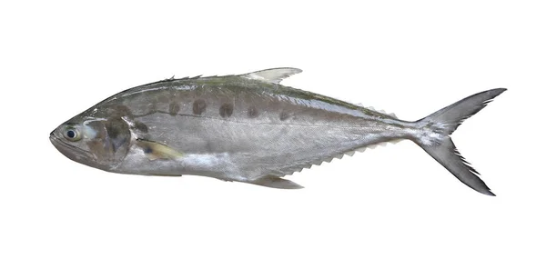 Свежесть Talang Queenfish Изолированы Белом Фоне Имеют Обрезки Пути — стоковое фото