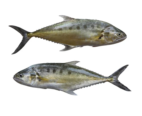 Freschezza Talang Queenfish Isolato Sfondo Bianco Hanno Percorsi Ritaglio — Foto Stock