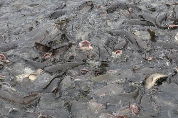 Gekweekte Meervallen Eten Voedsel Meervallen Een Populaire Vis Thailand Voor — Stockfoto
