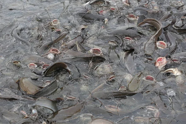 Fiskeoppdrettsfisk Spiser Mat Malle Populær Fisk Thailand Til Konsum – stockfoto