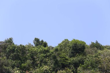 Mavi gökyüzü arka planındaki kenar dağın manzara manzarası, dağın tepesindeki yeşil ağaçlar ve parlak gökyüzü.