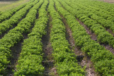 Organik çiftlikte yer fıstığı yetiştiren sebze bahçesi, yaklaşık 1-2 aylık fasulye bitkileri,.