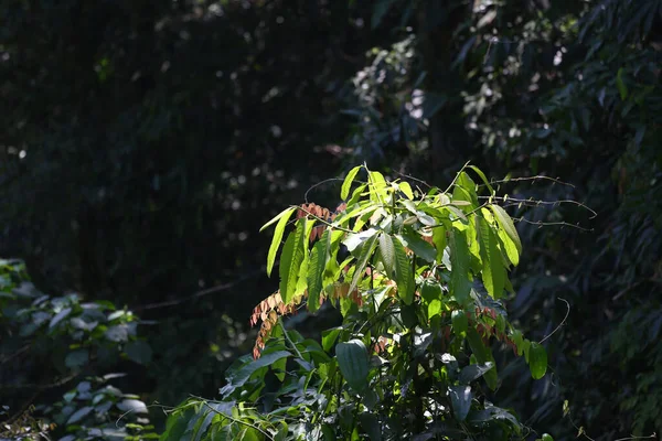 Strom Lese Který Lze Použít Výrobě Léků Vaření Místním Thajsku — Stock fotografie