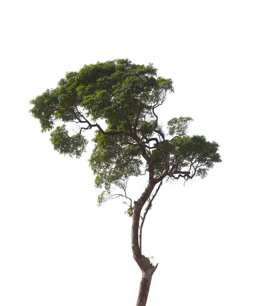 Jasně Zelený Strom Lesa Izolované Bílém Pozadí Pro Design Vašem — Stock fotografie