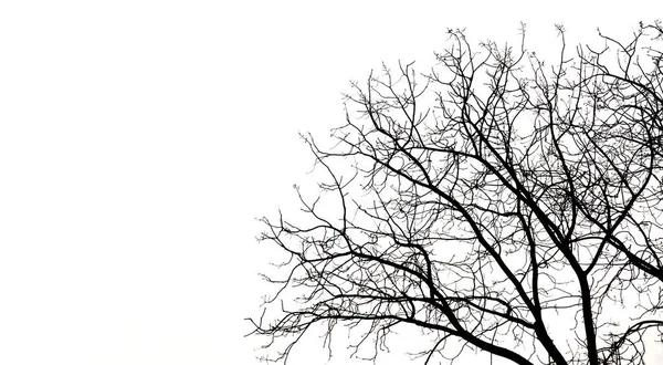 Silhueta Galhos Árvore Isolada Fundo Branco Tem Espaço Cópia Para — Fotografia de Stock