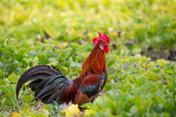 A male jungle fowl is foraging in the hillside farm where there is a fertile forest, Wild fowl with beautiful natural colors.