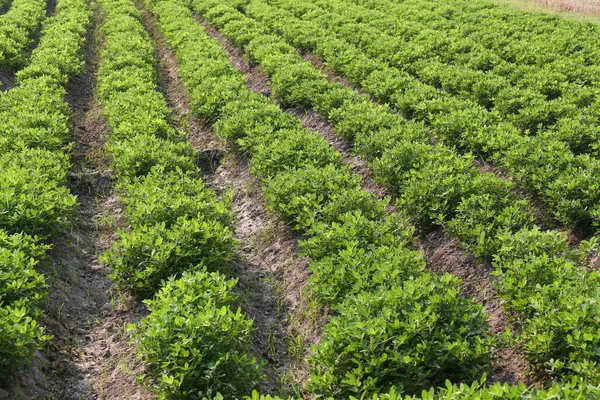 有機農場でのピーナッツ栽培の野菜プロット 2ヶ月程度の豆の植物 — ストック写真