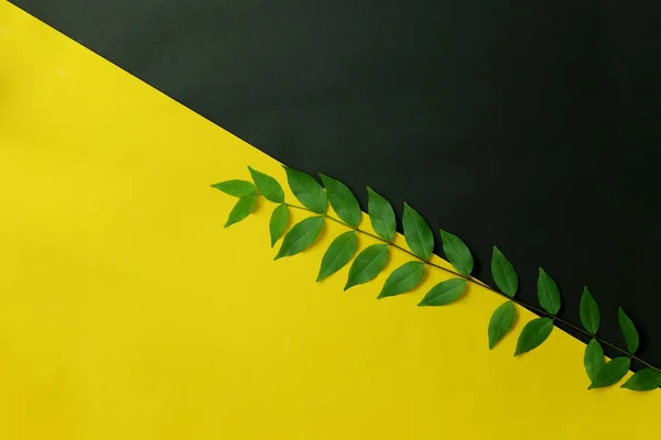 Green Leaf Placed Yellow Black Paper Copy Space Design Your — Stock Photo, Image