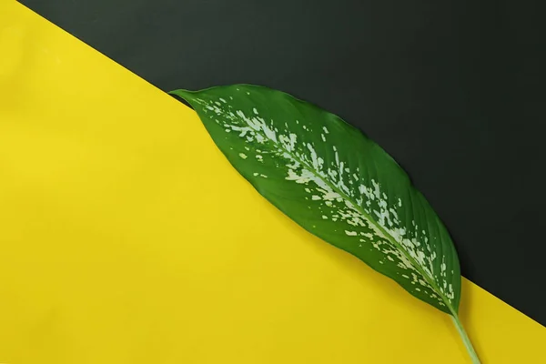 Zielony Liść Umieszczony Żółtym Czarnym Papierze Miejscem Kopiowania Twojej Pracy — Zdjęcie stockowe