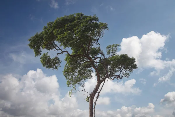 Яскраво Зелені Дерева Лісі Велике Дерево Тлі Блакитного Неба Сонячний Ліцензійні Стокові Фото