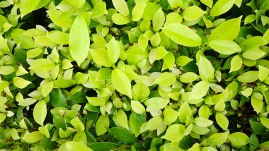 Bahçedeki ağaçtaki taze yeşil yapraklar, hayatın arka plan kavramı..