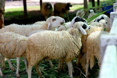 Çiftlikteki koyunlar mutlu bir şekilde ot yiyorlar, koyun diyetinin büyük çoğunluğu ottur..