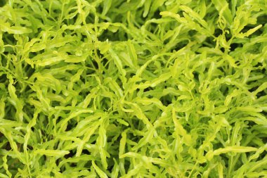 Bahçedeki küçük yeşil yapraklar etkinlik arka planınız için doğal bir arka plan olarak yeşil fotoğrafçılık.