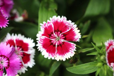 Kırmızı Dianthus çiçeği, Kızıl Dianthus 'un çalıları kış bahçesinde güzel çiçekler açıyor..