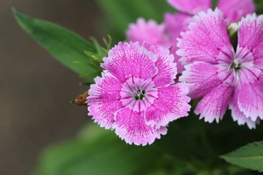 Pembe Dianthus çiçeği, Pembe Dianthus 'un Bush' u kış bahçesinde güzel çiçekler açıyor..