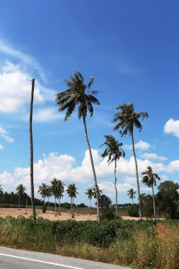 Tayland 'da yol kenarında güneşli bir günde ölü ve diri hindistan cevizi ağaçları..