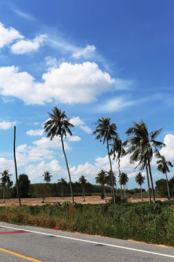 Tayland 'da yol kenarında güneşli bir günde ölü ve diri hindistan cevizi ağaçları..