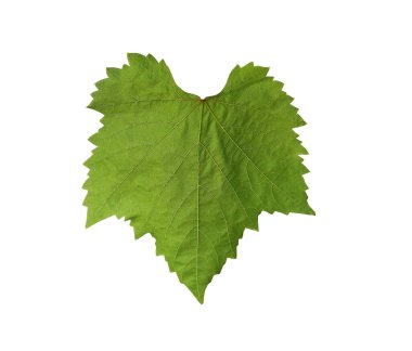 Beyaz arkaplanda izole edilmiş yeşil yaprakların parlaklığı ve kırpma yolları.