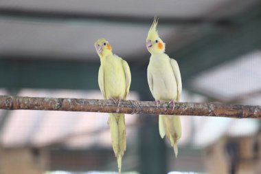 İki papağan kuş pisliğiyle dolu tahta bir kirişe tünemiş..