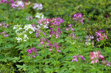 Örümcek Çiçeği ya da Gösterişli Örümcek Çiçeği, Cleome Specosa Raf adında bilimsel bir adı vardır ve Cleomaceae ailesine aittir..