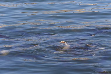 Swai fish are coming up to breathe and eat the food pellets thrown down, The scientific name is Pangasianodon hypophthalmus. clipart