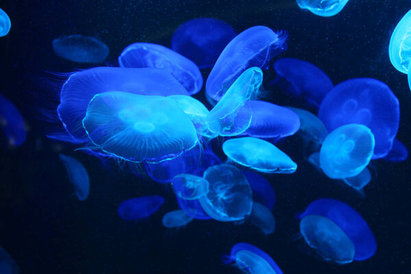 Small blue light jellyfish or medusa of bright colorful from the lights of Blacklight lamp.