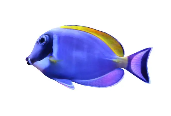 stock image Acanthurus leucosternon fish isolated on white background and have clipping paths.