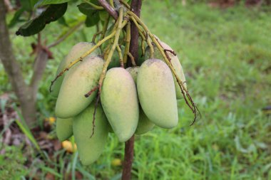 Yeşil mango, Tayland 'ın tropik bölgelerindeki meyve bahçesindeki ağaçların üzerinde olgunlaşmamıştır..