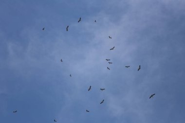 Uçan kuş sürüleri yiyecek aramak için gökyüzünde toplanıyor..