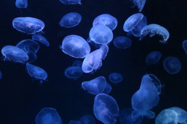 Küçük mavi ışık denizanası ya da Blacklight lambasının ışıklarından gelen parlak renkli Medusa.