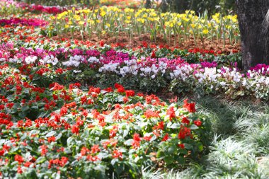 Various kinds of colorful flowers blooming in the flower beds in the flower garden. clipart