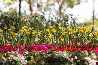 Yellow tulips are blooming in a flower bed surrounded by colorful flowers in a flower garden. clipart