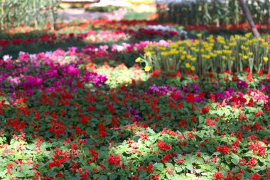 Various kinds of colorful flowers blooming in the flower beds in the flower garden. clipart