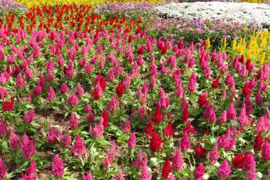 Çulluk tarağı çiçeğinin kırmızısı ve çiçek bahçesinde sabah güneşi.