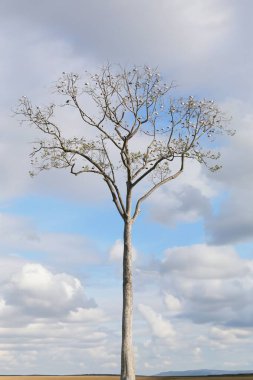 Many Asian Openbill were sitting on the branches of a large tree that didn't have many leaves on blue sky and have white clouds.  clipart