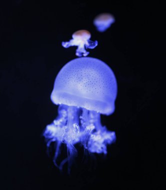 Moon jellyfish or saucer jellyfish on black background, Scientific name is Catostylus townsendi.  clipart