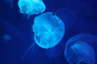 Blacklight lambasının ışığından gelen parlak mavi renkli küçük denizanası ya da medusa.