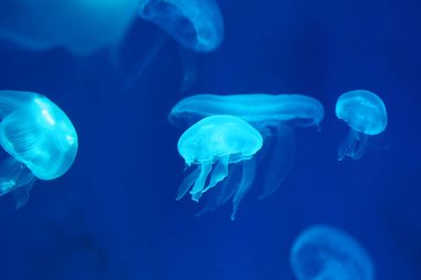 Blacklight lambasının ışığından gelen parlak mavi renkli küçük denizanası ya da medusa.