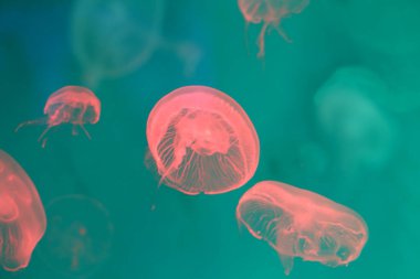 Küçük denizanası ya da parlak renkli Medusa Blacklight lambasının ışıklarından.