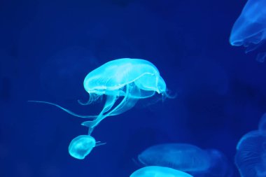 Small jellyfish or medusa of  bright blue color from the lights of Blacklight lamp. clipart