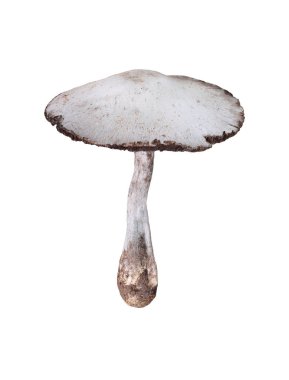 Zehirli mantarlar ve beyaz arka planda izole edilmiş ve kırpma yolları var..